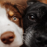 Fototapeta Konie - close up portrait of young and old dogs together