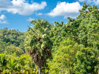 Mountain, evergreen tree forest under blue cloudy sky in summer season in Thailand