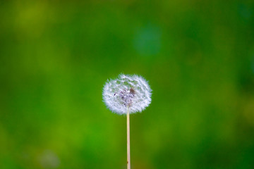 Macro shot of dandelion in green background