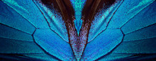 Wings Of A Butterfly Ulysses. Wings Of A Butterfly Texture Background. Butterfly Wings Ornament.   
