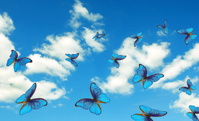 Aufkleber - bright butterflies flying in the blue sky with clouds. flying blue butterflies. colorful morpho butterflies.
