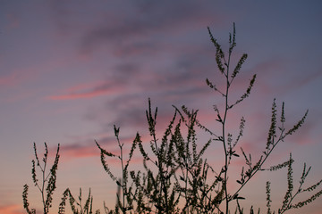 Purple sunset sky with pink clouds, dry grass silhouette. Summer evening in countryside.