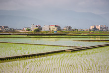 Paddy Fields With Buildings And Xueshan Range In The Background In Taiwan