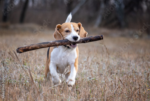 Fotomural dog breed Beagle playing with a stick during a walk