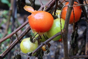 Wall Mural - Overripe tomatoes left on the vine at the end of the growing season