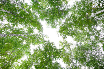 Wall Mural - green crown trees view from below isolated white background. green crown of trees against the sky. v