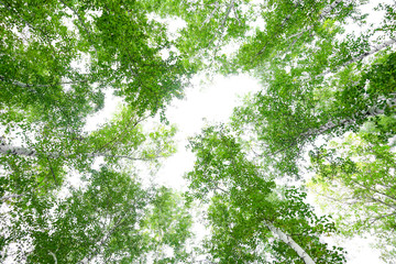 Wall Mural - green crown trees view from below isolated white background. green crown of trees against the sky. v