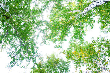 Wall Mural - green crown trees view from below isolated white background. green crown of trees against the sky. v