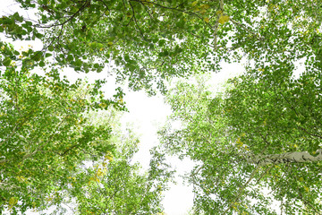 Wall Mural - green crown trees view from below isolated white background. green crown of trees against the sky. v