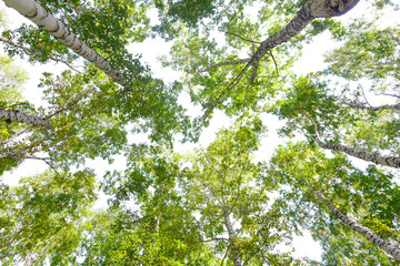 Wall Mural - green crown trees view from below isolated white background. green crown of trees against the sky. v