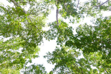 Wall Mural - green crown trees view from below isolated white background. green crown of trees against the sky. v