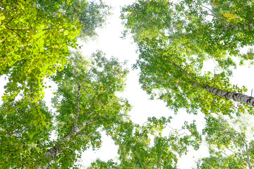 Wall Mural - green crown trees view from below isolated white background. green crown of trees against the sky. v