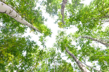 Wall Mural - green crown trees view from below isolated white background. green crown of trees against the sky. v
