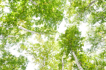 Wall Mural - green crown trees view from below isolated white background. green crown of trees against the sky. v