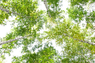 Wall Mural - green crown trees view from below isolated white background. green crown of trees against the sky. v