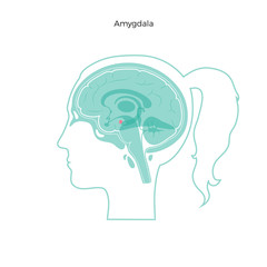 Poster - Vector isolated illustration of Amygdala