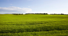 Summer Landscape With Green Cereals