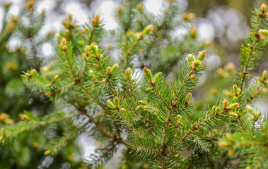 fur tree cones. young pine tree cone. coniferous trees natural background. green forest. environment