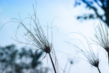  Dried tall grass against blue sky blur background
