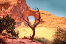 Ear Of The Wind. Arch Framed By An Old Dead Tree, Monument Valley Arizona