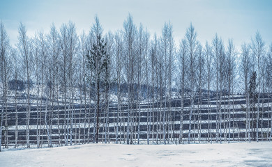 Canvas Print - winter landscape with birch field and hills