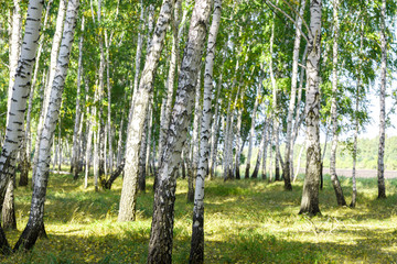 Wall Mural - green summer birch forest background texture