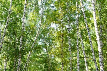 Wall Mural - green summer birch forest background texture