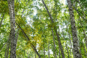 Wall Mural - green summer birch forest background texture