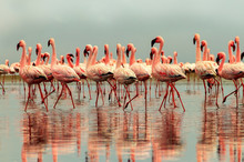 Wild African Birds. Group Of African Red Flamingo Birds And Their Reflection On Clear Water. Walvis Bay, Namibia, Africa