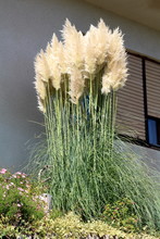 Tall Narrow Pampas Grass Or Cortaderia Selloana Perennial Flowering Plant With Long And Slender Green Leaves With Sharp Edges And Cluster Of Flowers In A Dense White Panicle Tall Stem Growing In Front