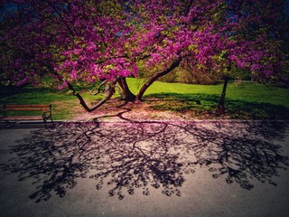 Wall Mural - Spring in the park. Lilac tree and bench for relaxation