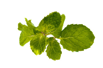 fresh peppermint twig isolated on white background