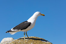 Kelp Gull (Larus Dominicanus Vetula) Perched On A Rock At Boulders Beach Simonstown, Cape  Town, South Africa