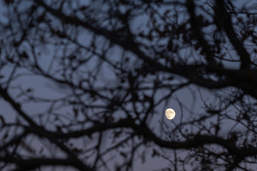Wall Mural - moonlight through the branches of a tree