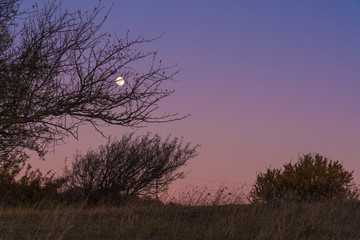 Wall Mural - moonlight through the branches of a tree