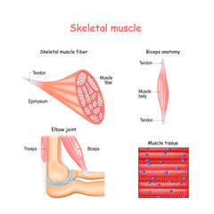 Poster - Structure of skeletal muscle fibers. Biceps and Triceps anatomy.