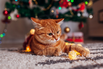 Wall Mural - Ginger cat playing with garland under Christmas tree. Christmas and New year concept