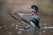 Duck And Drake Free Stock Photo - Public Domain Pictures