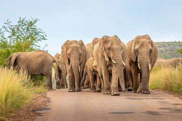 Wall Mural - a herd of elephants ( loxodonta africana) walking on the road towards the camera, pilanesberg nation