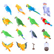 Parrot icons set. Isometric set of parrot vector icons for web design isolated on white background
