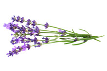 Lavender Flowers Isolated On White Background. Bunch Of Lavender Flowers.