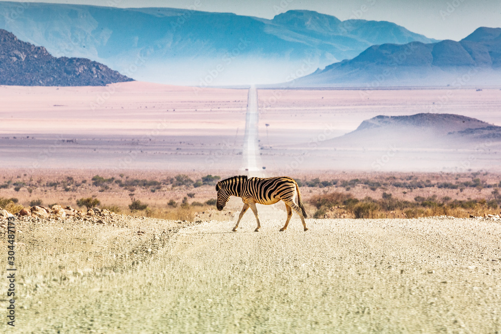 Zebras crossing the road, Namibia, Africa - obrazy, fototapety, plakaty 