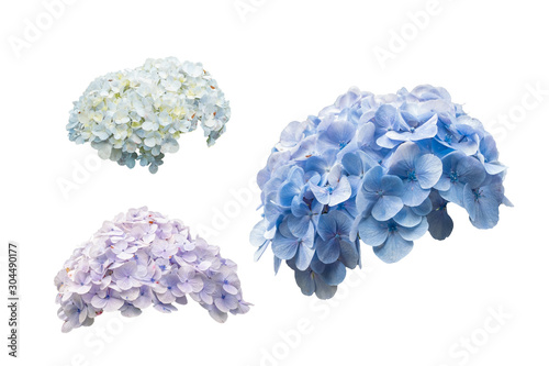 Photographie hydrangea flowers or hortensia flowers isolated on white background
