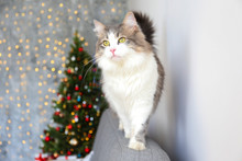 Beautiful Grey And White Longhair Cat Over The Christmas Tree With Blurry Festive Decor. Portrait Of Beloved Pet At Home And Pine Tree With Bokeh Effect Lights. Close Up, Copy Space.