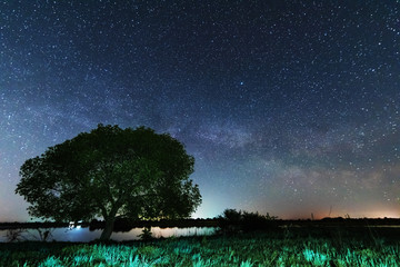 Wall Mural - A magical starry night on the river bank with a large tree and a milky way in the sky and falling stars in the summer.