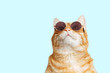 Closeup portrait of funny ginger cat wearing sunglasses and looking up isolated on light cyan. Copyspace.
