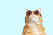 Closeup Portrait Of Funny Ginger Cat Wearing Sunglasses And Looking Up Isolated On Light Cyan. Copyspace.
