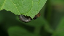 False Potato Beetle Leptinotarsa Juncta Nymph 1