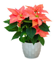 Bright Red Poinsettia Flower In Silver Flower Pot Isolated On White Background With Shadow. Light Orange Christmas Flower In Metallic Pot.