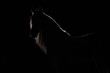 Portrait of an adult stallion. Portrait of an adult horse. Silhouette horses against a black background. Backlight.